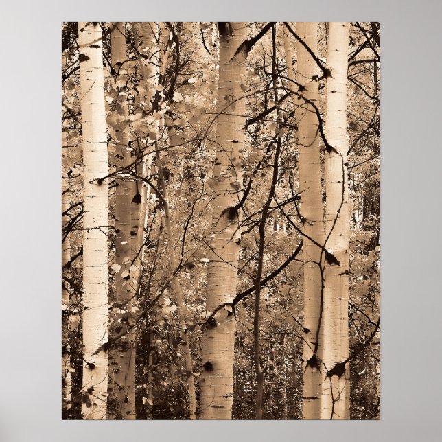 Colorado Aspens Poster (Front)