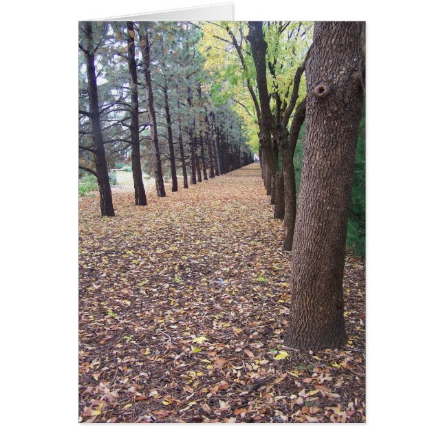 Colorado Autumn Lane (Front)