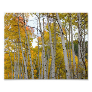 Colorado Birch trees in the fall Photo Print