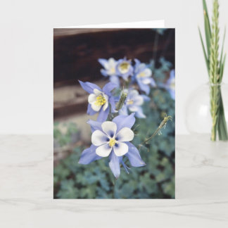 Colorado Blue Columbine Card