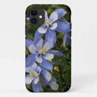 Colorado Blue Columbine near Telluride Colorado