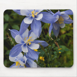 Colorado Blue Columbine near Telluride Colorado Mouse Pad