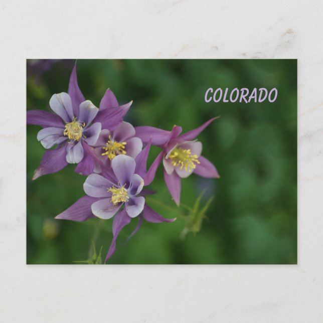 Colorado Blue Columbine Postcard (Front)