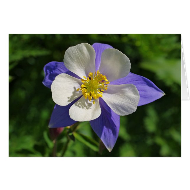 Colorado Columbine (Front Horizontal)