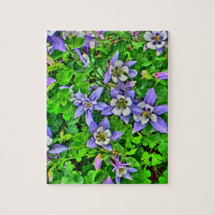 Colorado columbine flowers puzzle