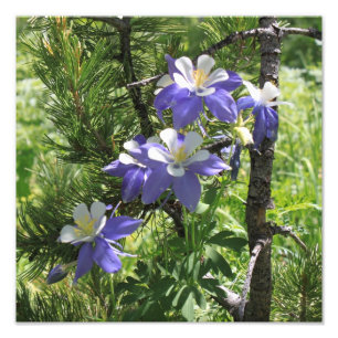 Colorado Columbine Photo Enlargement Print