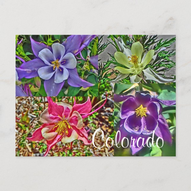 Colorado columbine postcard (Front)