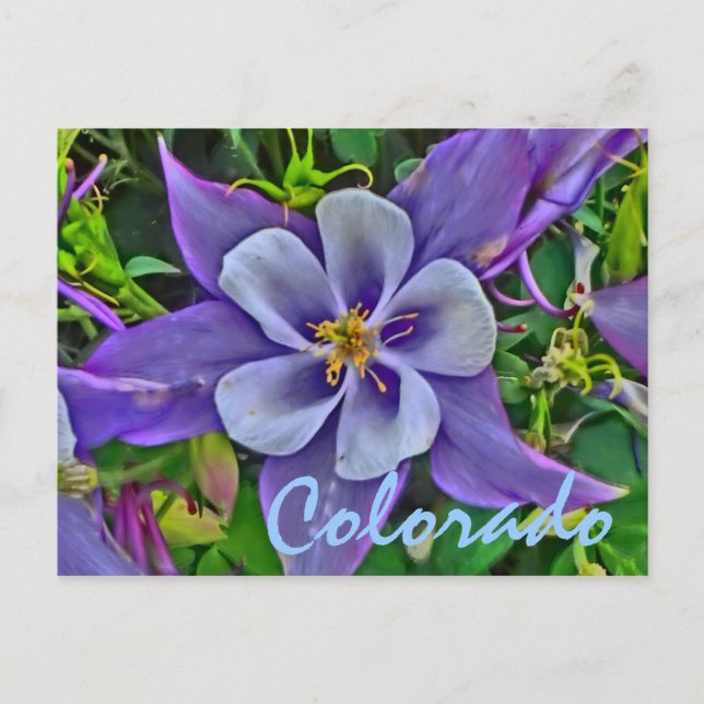 Colorado columbine postcard (Front)