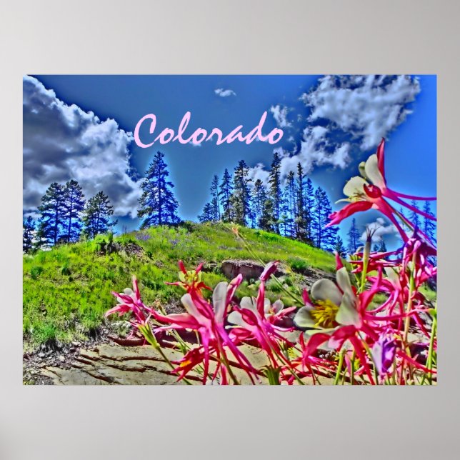 Colorado columbine scenic poster (Front)