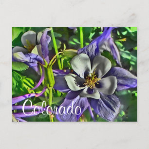 Colorado columbines postcard