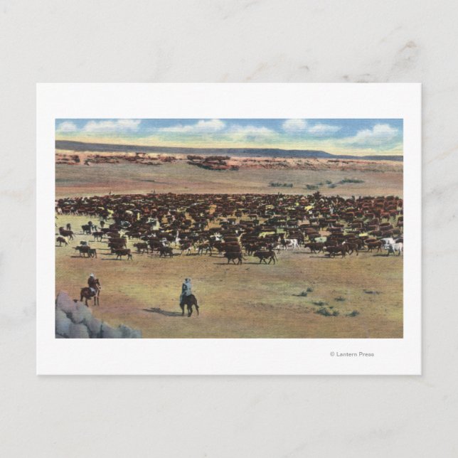 Colorado - Cowboys Rounding Postcard (Front)