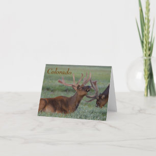 colorado elk note card