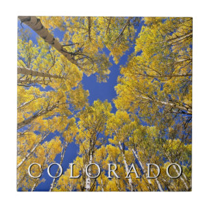 Colorado Fall   Aspen Forest in Autumn Ceramic Tile