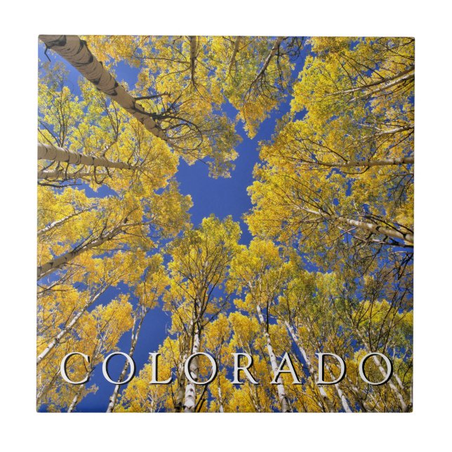 Colorado Fall | Aspen Forest in Autumn Ceramic Tile (Front)
