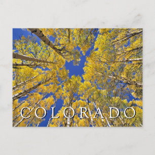 Colorado Fall Aspen Forest in Autumn Thank You Postcard