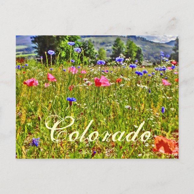 Colorado floral postcard (Front)