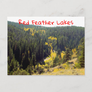 Colorado Forest Pines With Yellow Autumn Aspens Postcard