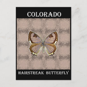 Colorado Hairstreak Butterfly Postcard