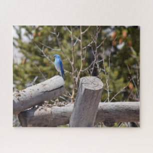 Colorado Mountain Bluebird - 16x20 - 520 pcs Jigsaw Puzzle
