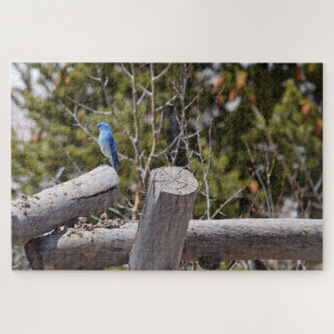Colorado Mountain Bluebird - 20x30 - 1014 pcs Jigsaw Puzzle