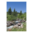 Colorado Mountain Stream