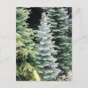 colorado pine postcard
