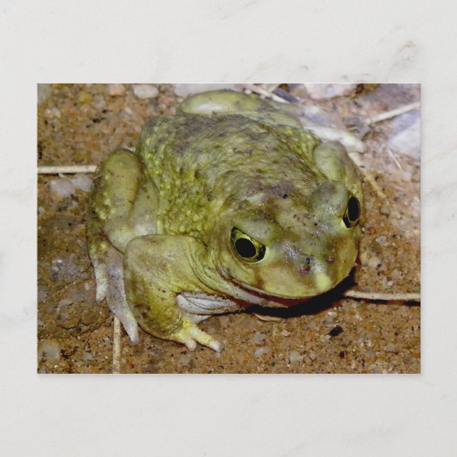 Colorado River Toad Bufo alvarius Postcard (Front)