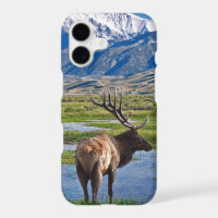 Colorado Rocky Mountains Elk