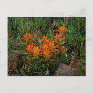 Colorado Scarlet Paintbrush Stationary Postcard