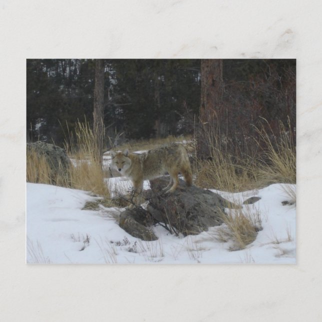 Colorado Snow Coyote Postcard (Front)