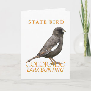 Colorado Territory Bird The Lark Bunting Holiday Card