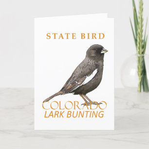 Colorado Territory Bird The Lark Bunting Holiday Card