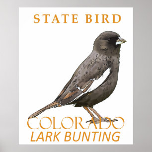 Colorado Territory Bird The Lark Bunting Poster