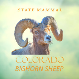 Colorado Territory Mammal The Bighorn Sheep
