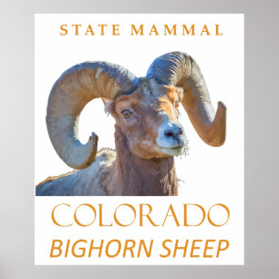 Colorado Territory Mammal The Bighorn Sheep Poster