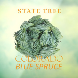Colorado Territory Tree The Blue Spruce