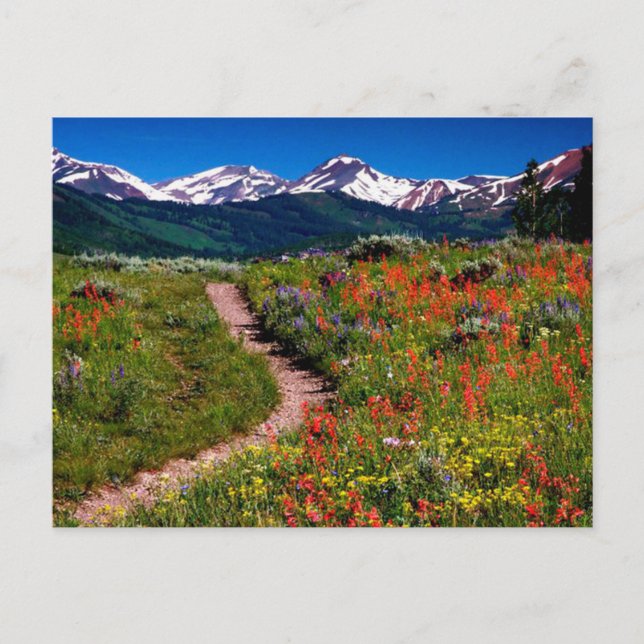 Colorado Wildflower Meadow Postcard (Front)