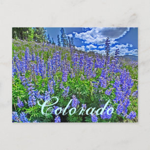 Colorado wildflower postcard