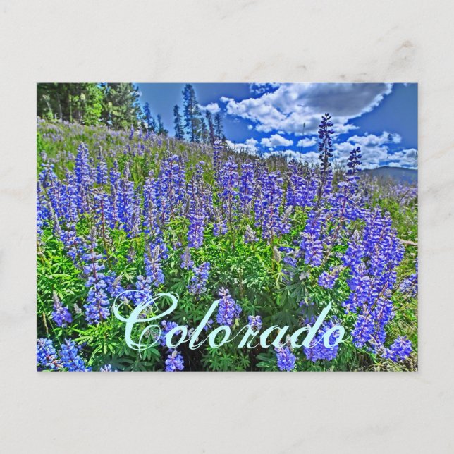 Colorado wildflower postcard (Front)