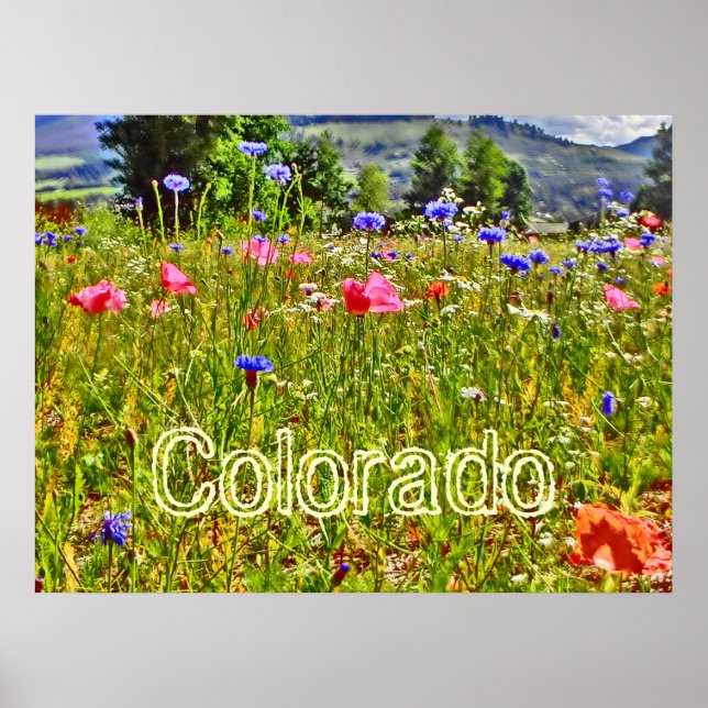 Colorado wildflower poster (Front)