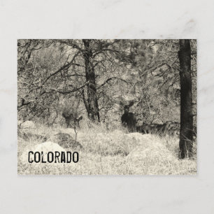 Colorado Wildlife Postcard
