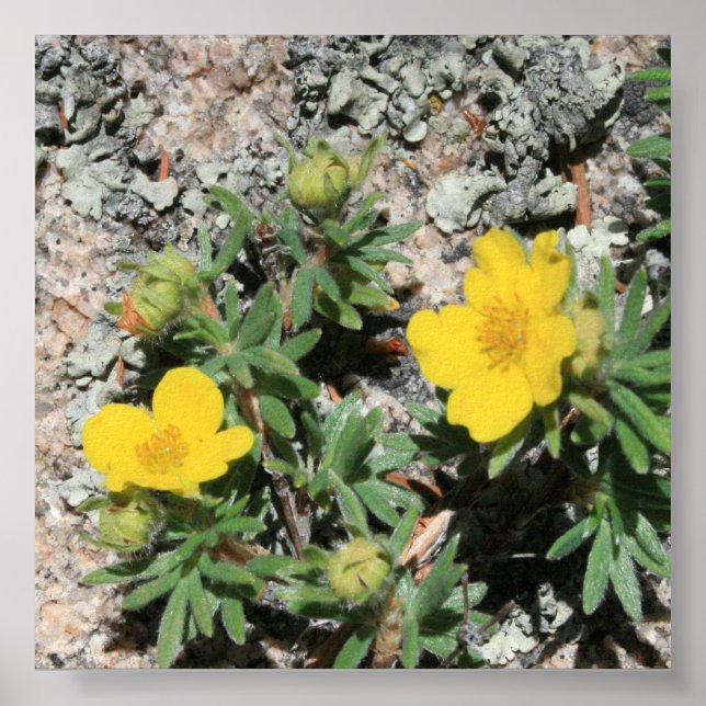 Colorado Yellow Mountain Wildflowers Poster (Front)