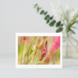 colorbush holiday postcard