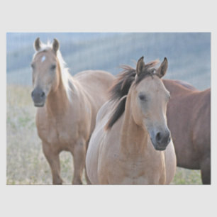 Colored Horses Tissue Paper