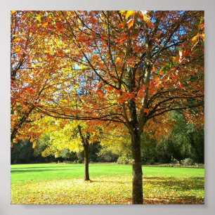 Colorful Autumn Trees Poster