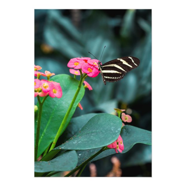 colorful butterfly in the garden photo print (Front)