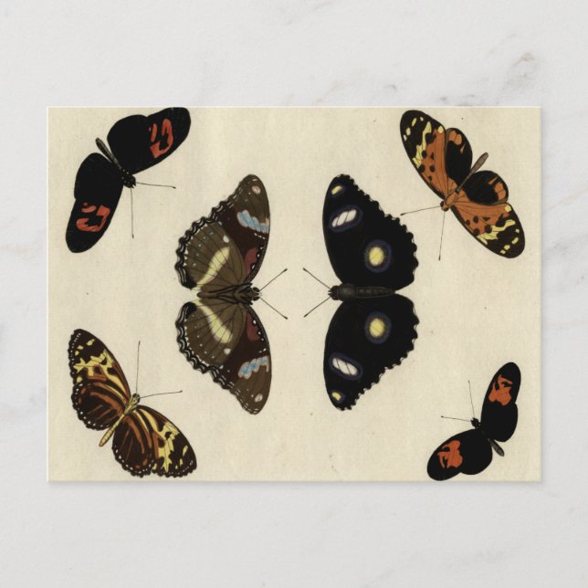 Colorful Butterfly Medley on Cream Background Postcard (Front)