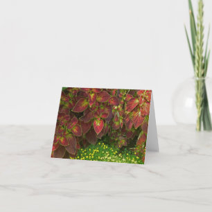 "COLORFUL COLEUS" (PHOTOG.) CARD