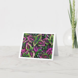 COLORFUL COLEUS PLANT LEAVES /MAGENTA &GREEN CARD