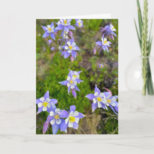 Colorful Columbine Flowers in Violet Blue Yellow Thank You Card